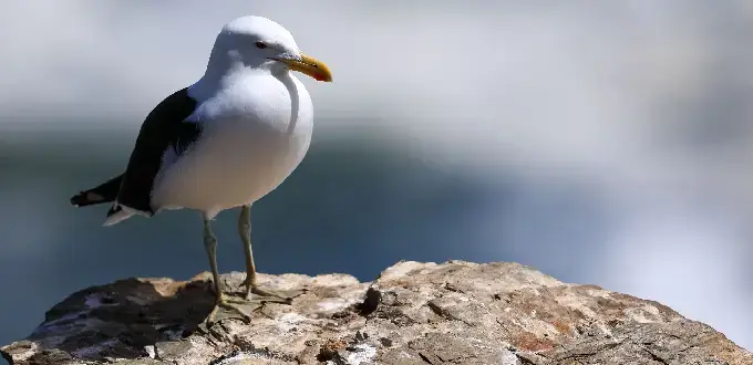 Gaviota costera posada sobre roca junto al océano Pacífico, fauna marina de la costa de Coquimbo, Región de Coquimbo, Chile.