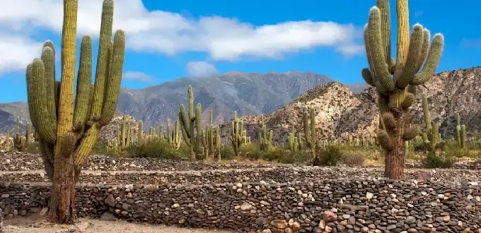 Paisaje de los Valles Calchaquíes en Tucumán, Argentina, con cardones, montañas y vegetación árida.