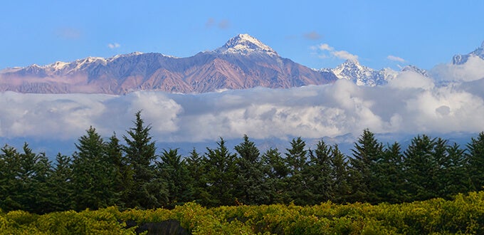 Viñedos y pinos al pie de la Cordillera de los Andes en Mendoza, con cumbres nevadas y nubes bajas en el horizonte.