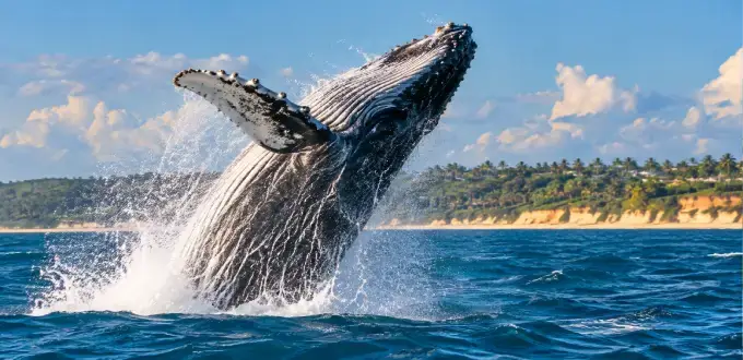 Ballena jorobada saltando en el océano Atlántico frente a la costa de Porto Seguro, Brasil, durante la temporada de avistamiento.