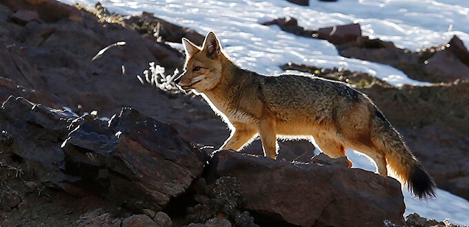 Zorro andino camina entre rocas con nieve, fauna silvestre de alta montaña en Valle Nevado, Cordillera de los Andes, Chile.