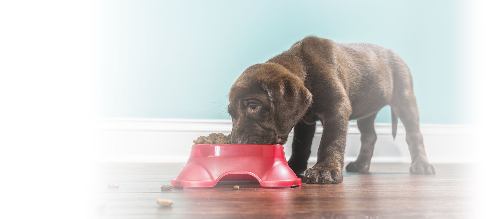 Find the Best Pet Insurance in New Jersey Independent Agents