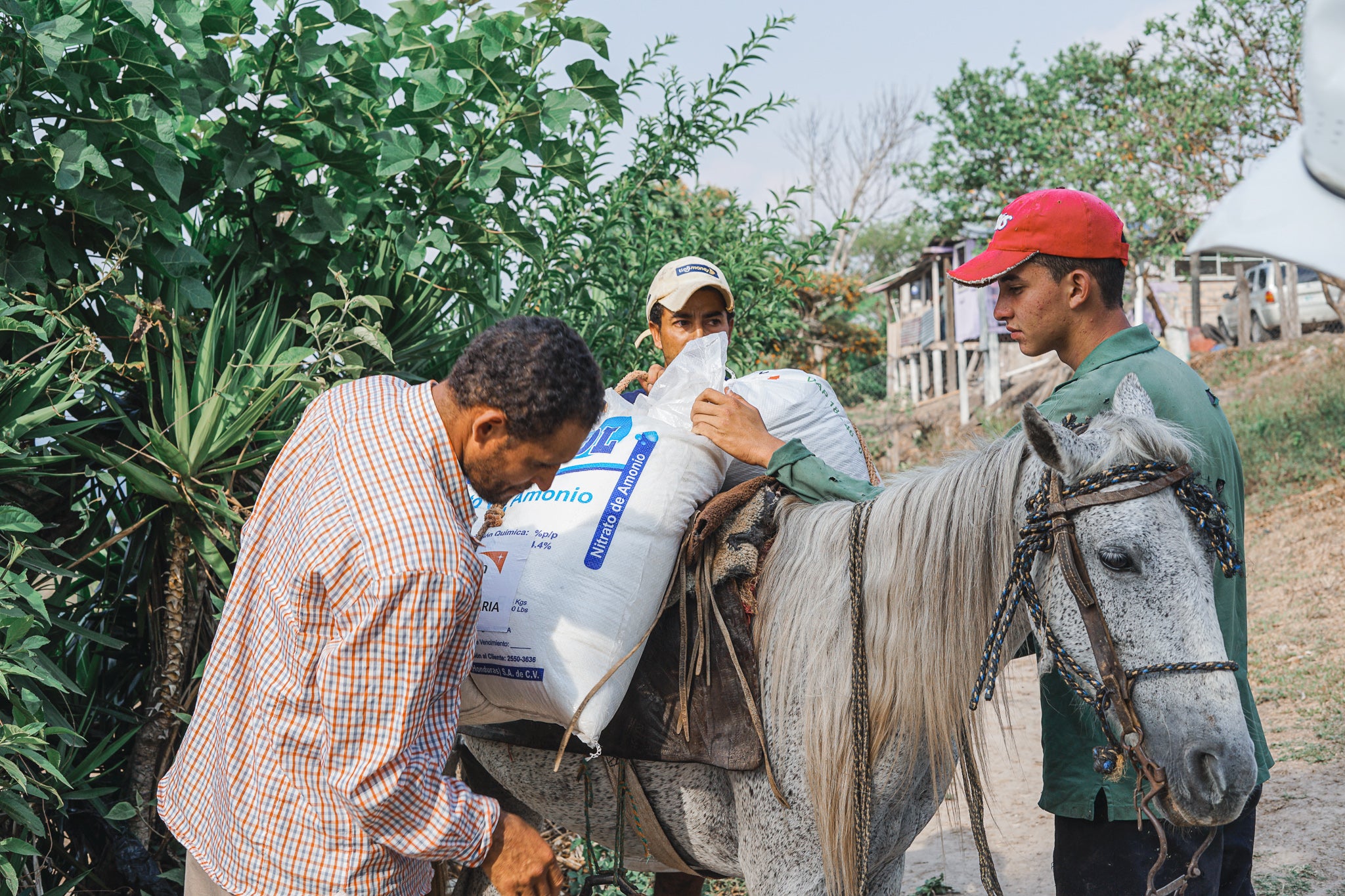 Pack horse and food bags