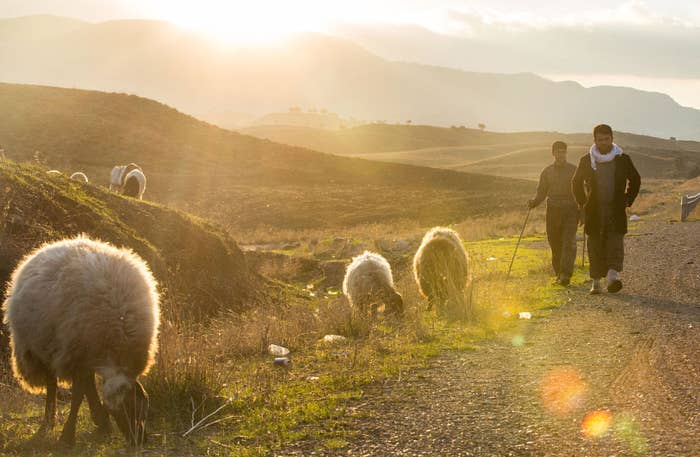 A father and son shepherding animals in the mountain at sunrise.