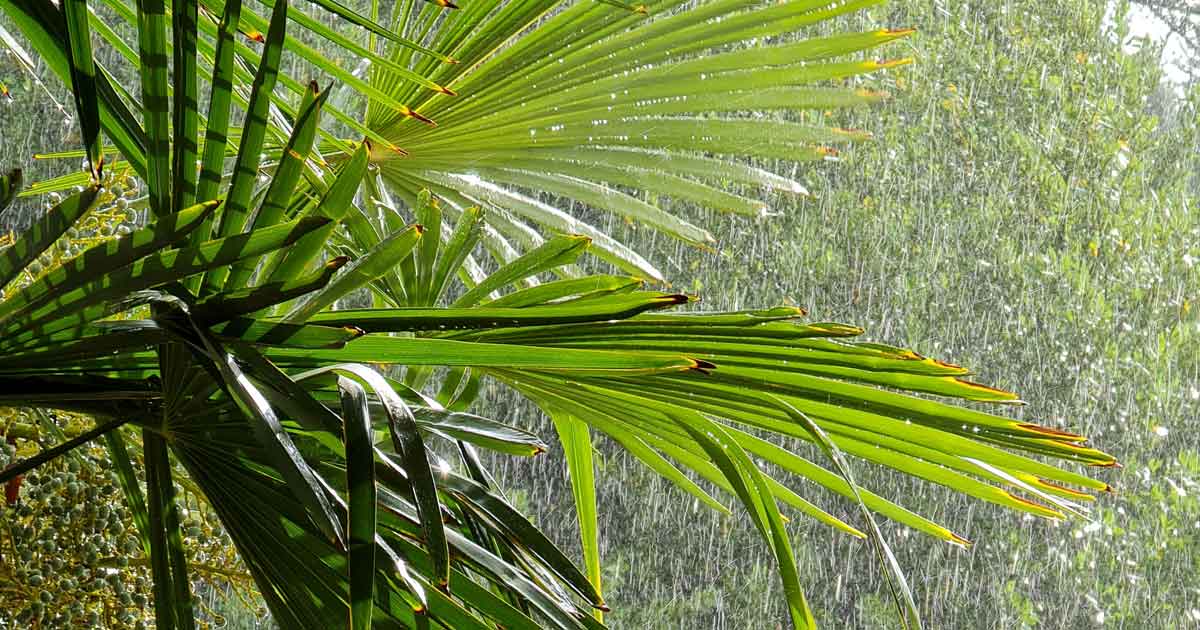 What Does Flood Insurance Cover in Florida? Independent Agents