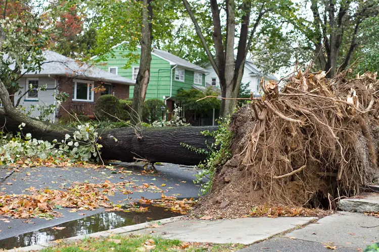 Who's Responsible If a Neighbor's Tree Hits My Home? Independent Agents