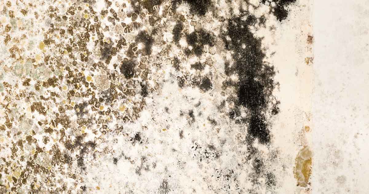 Does Home Insurance Cover Mold? New Jersey Independent Does Home Insurance Cover Mold? New Jersey Independent