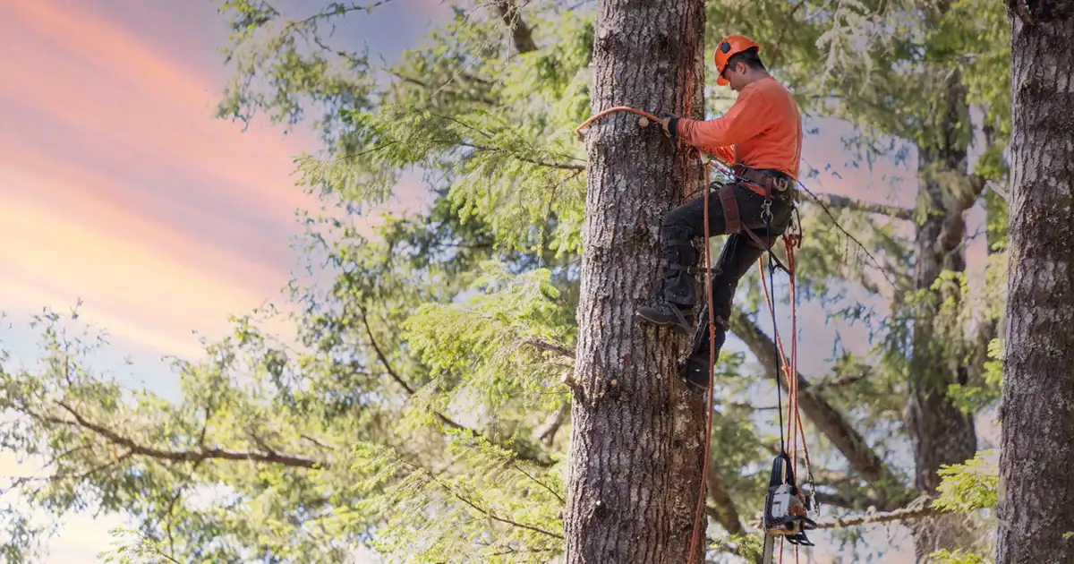 My Tree Cutter Damaged My Neighbor's Shed, Who Pays? Independent Agents