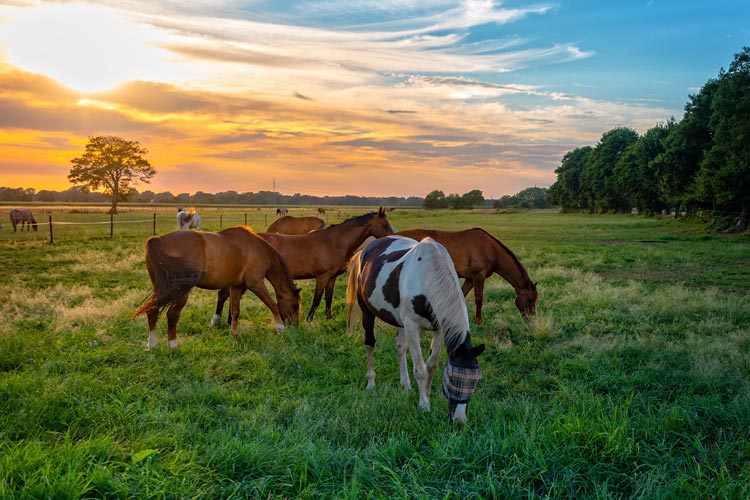 Illinois Equine Insurance