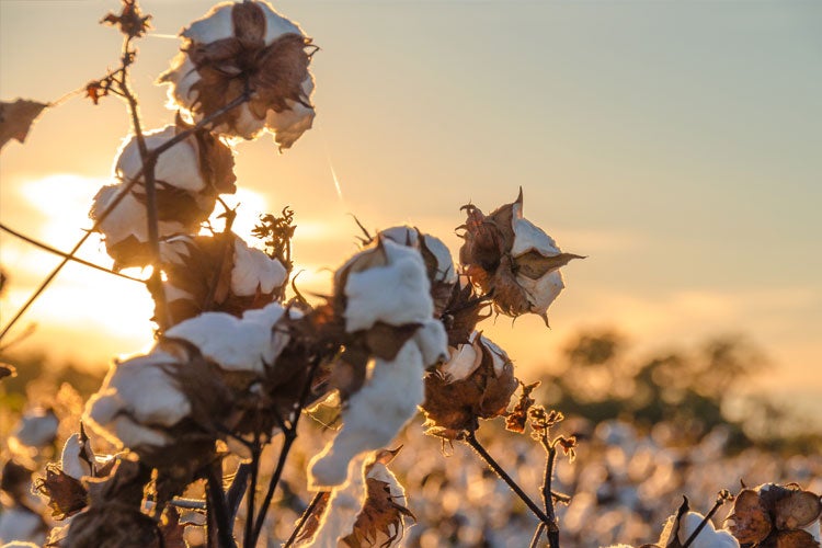 Tennessee Cotton Farm Insurance
