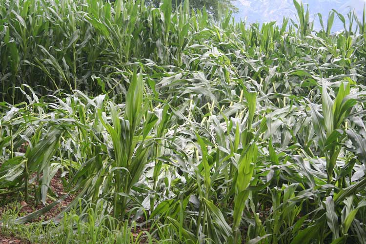 Crop Hail Insurance in South Carolina