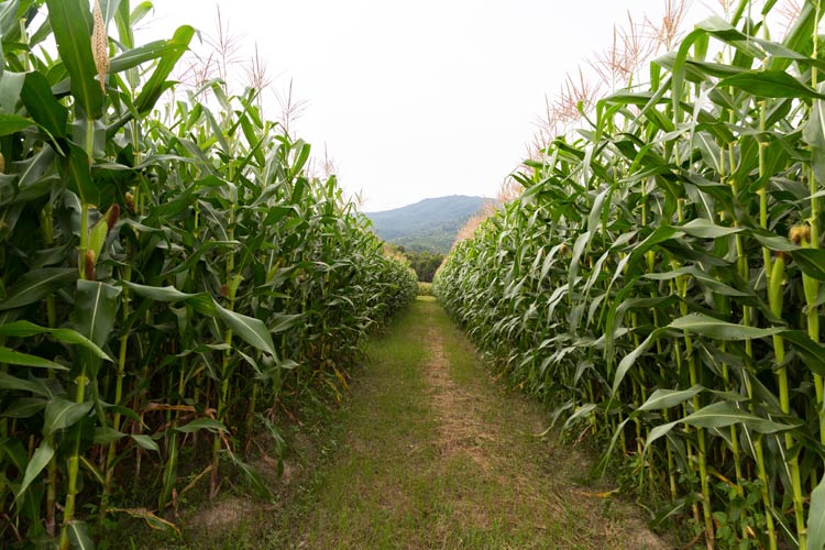 How is crop insurance beneficial