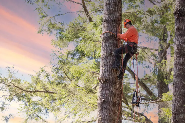 Lumberjack preparing to cut branches on tree. If My Tree Cutter Drops a Branch on My Neighbor's Shed, Who's Responsible?