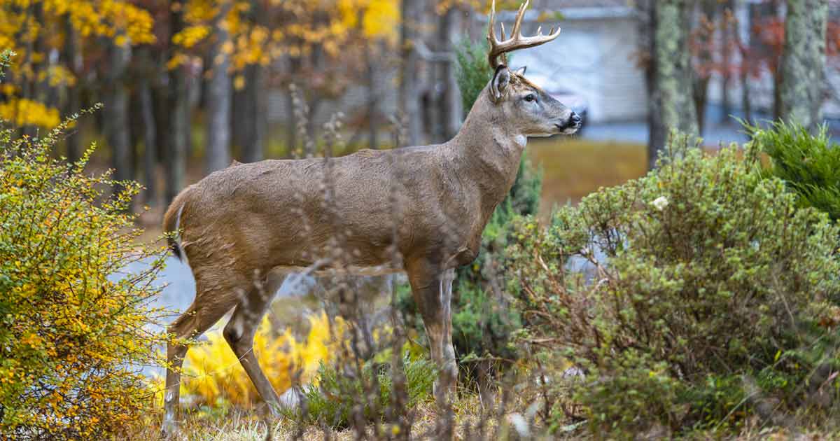 Does Home Insurance Cover Deer Invasion in Kentucky? Independent Agents
