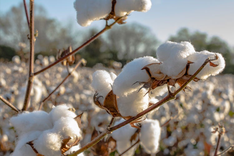 What does crop insurance cover in Mississippi