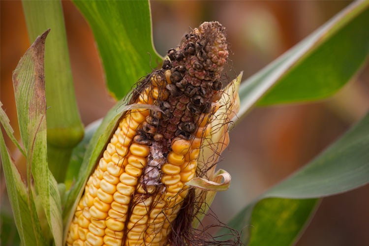 What does multi-peril crop insurance cover