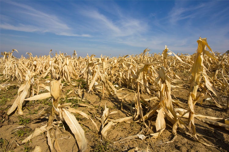 does-crop-insurance-cover-drought-kentucky-independent-agents