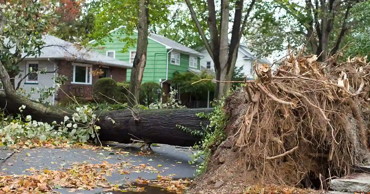 Who S Responsible If A Neighbor S Tree Hits My Home Independent Agents   Whos Responsible If A Neighbors Tree Lands On My Home Og.webp