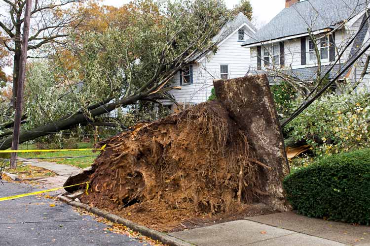 Does Homeowners Insurance Pay for Tree Removal in FL? Independent Agents