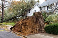 Does Homeowners Insurance Pay For Tree Removal In FL Independent Agents