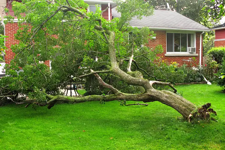 My Neighbor S Tree Fell On My Property Who Pays Independent Agents   If A Neighbors Tree Falls On My Home Nj Header.webp