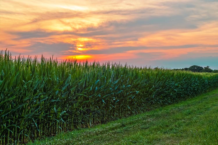 New Jersey What does crop insurance cover