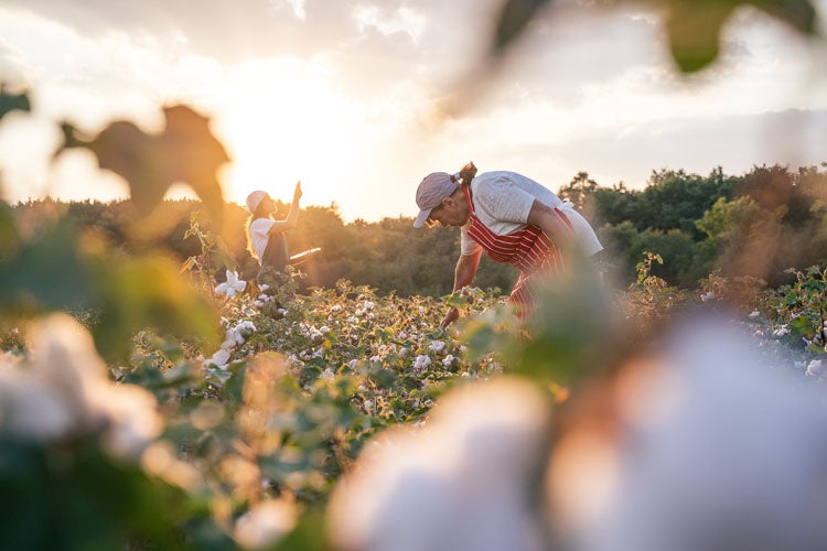 Cotton Farm Insurance in South Carolina