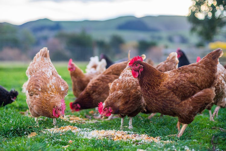 Chicken Egg Farm Insurance