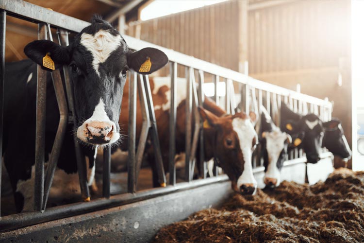 Do I need livestock mortality insurance