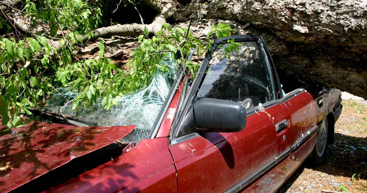 Neighbor's Tree Fell on Your Car, Who's Responsible? Independent Agents