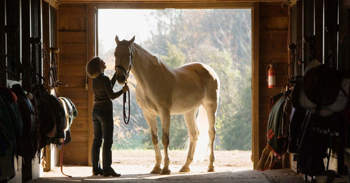 How to insure a horse in Kentucky