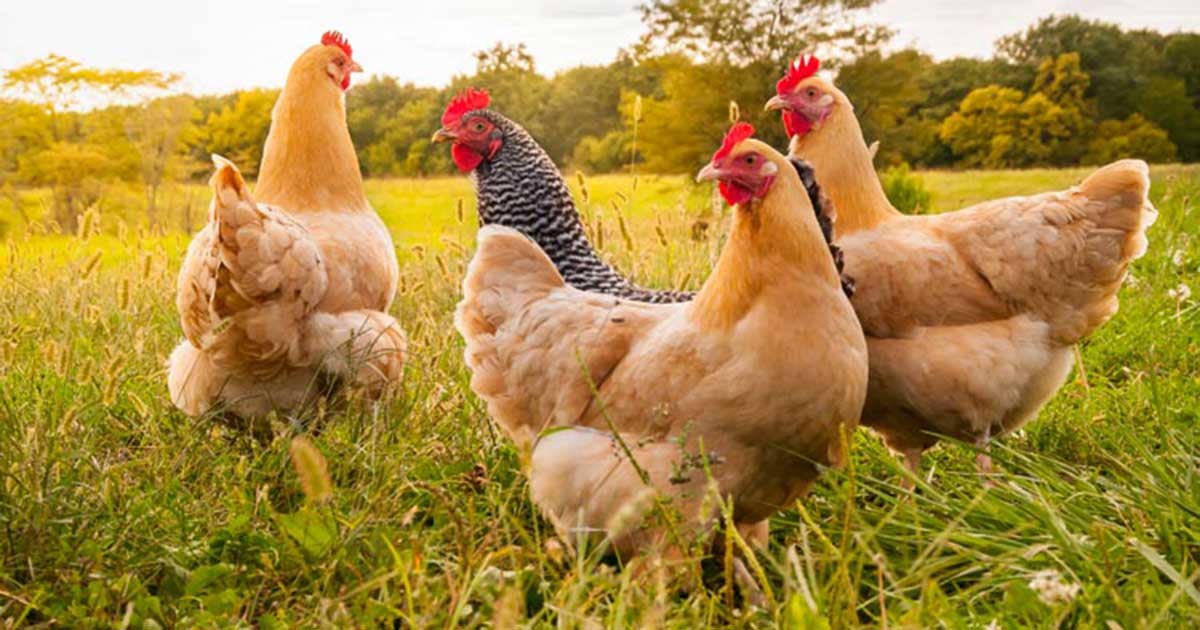 chicken-egg-farm-insurance-in-south-carolina-independent-agents