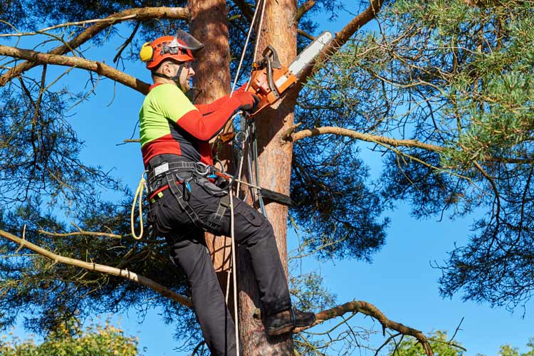 Tree cutter with saw and harness climbing a tree. If My Tree Cutter Drops a Branch on My Neighbor's Shed, Who's Responsible?