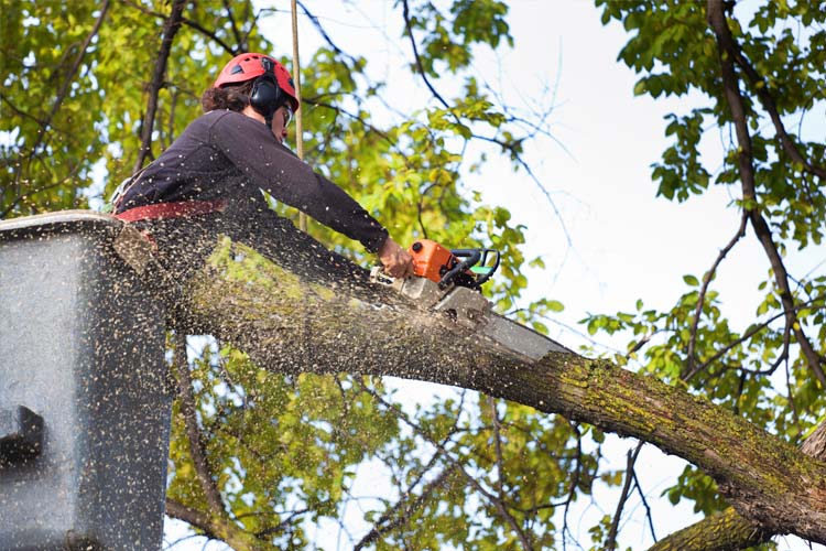 Who's responsible if my tree cutter drops a branch on my neighbors shed