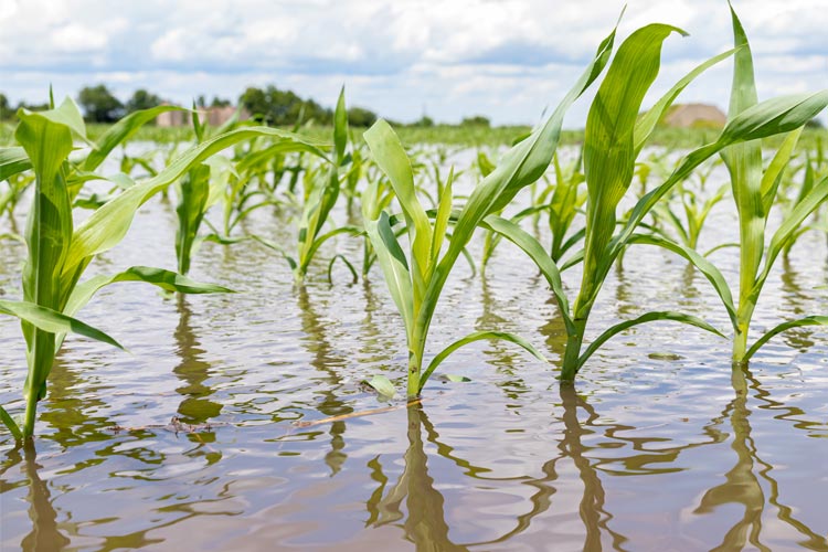 Does Crop Insurance Cover Flooding in Tennessee 