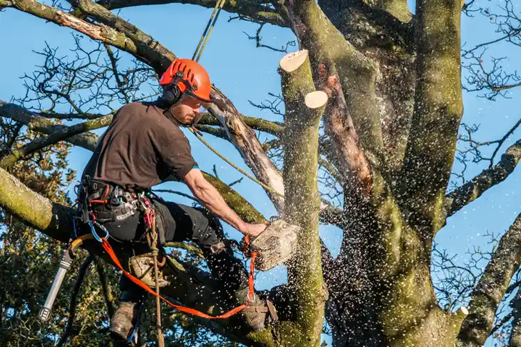 Tree cutter hanging from ropes in a tree. If My Tree Cutter Drops a Branch on My Neighbor's Shed, Who's Responsible?
