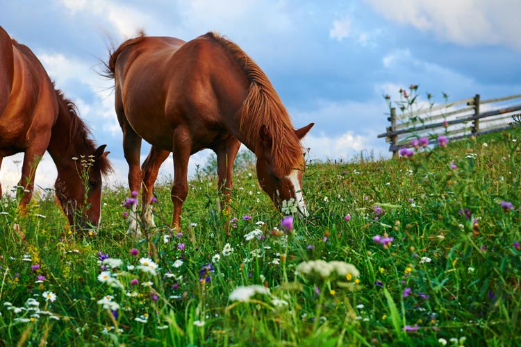 Mississippi Equine Insurance