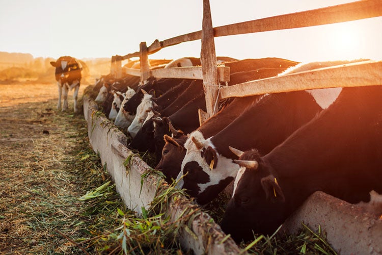 Tennessee Farm and Ranch Insurance