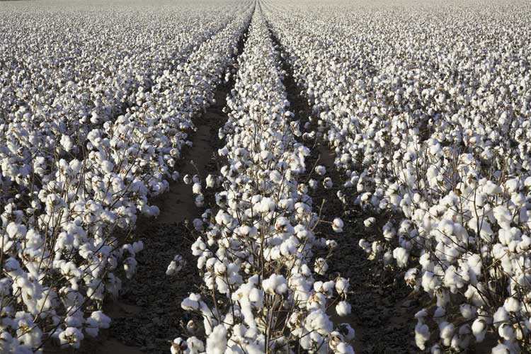 Mississippi Cotton Farm Insurance