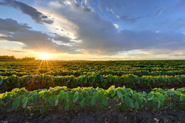 Soybean Farm Insurance in South Carolina