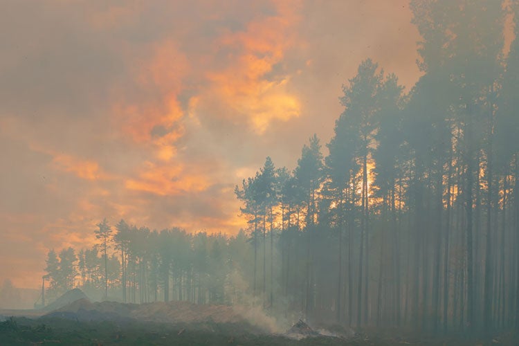 In the pine forest trees are burning. The #1 way to protect your family from Tennessee wildfires.