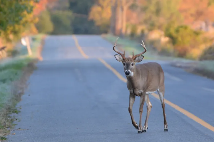 If I Hit a Deer with My Car, Will Insurance Pay? | Independent Agents