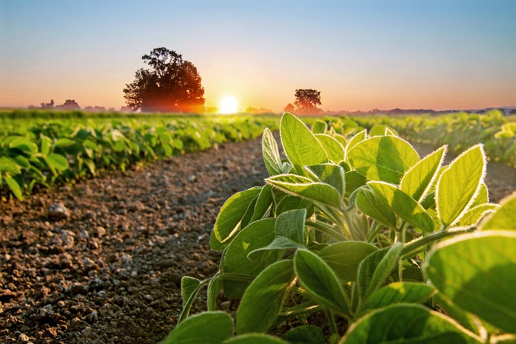 Mississippi Soybean Farm Insurance 