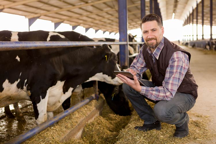 Cattle Ranch Insurance