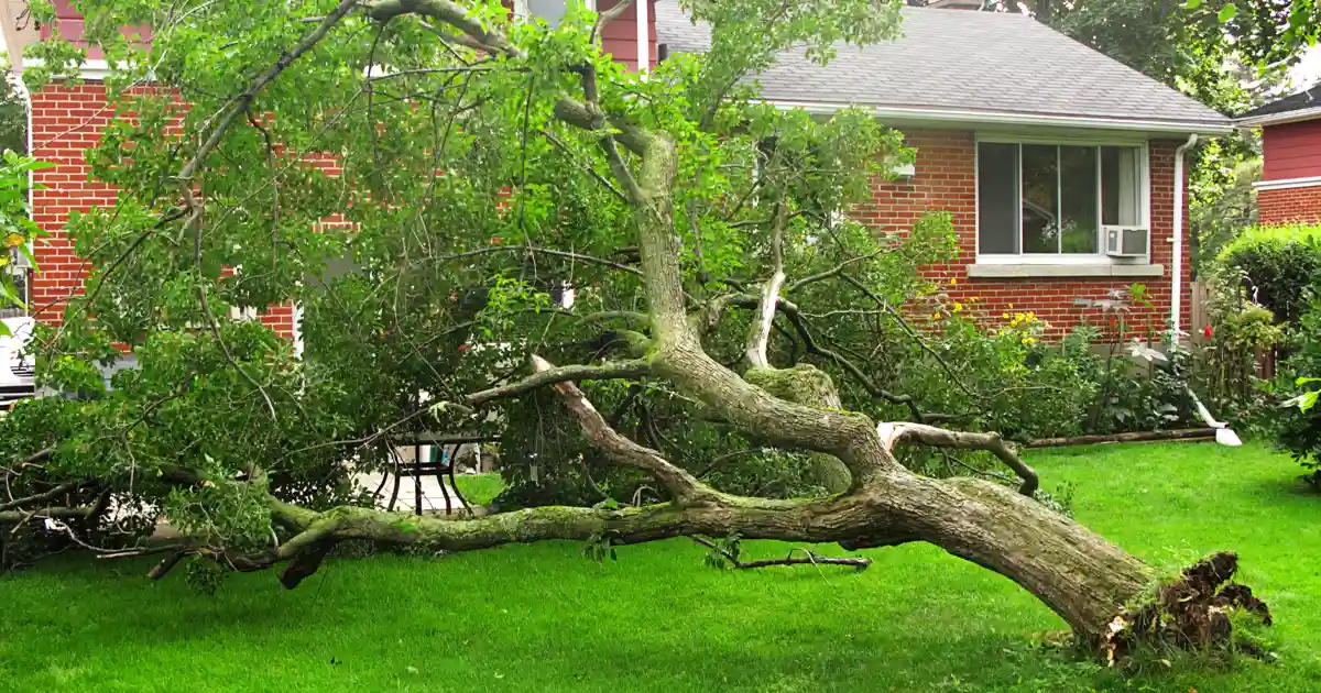 My Neighbor's Tree Fell on My Property Who Pays? Independent Agents