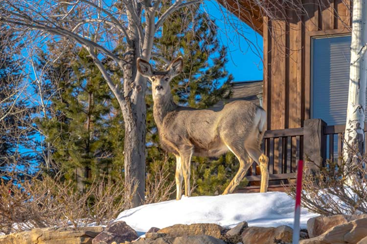 Female deer on the snowy yard of a wooden home during winter. Does home insurance cover deer invasion and destruction in Illinois?