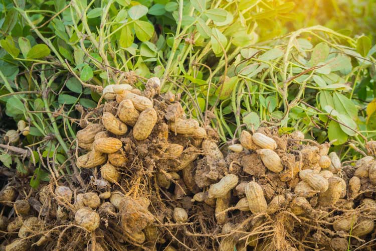 Peanut Farm Insurance in South Carolina