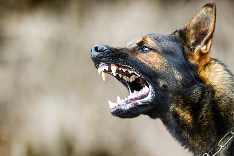 Aggressive dog shows dangerous teeth. Who's responsible if my neighbors dog bites a stranger on my property in Illinois?