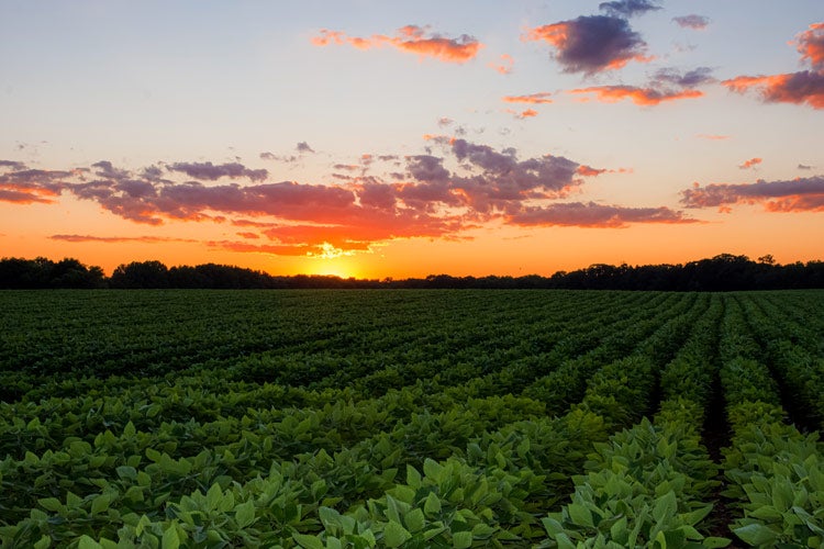 New Jersey Crop Insurance