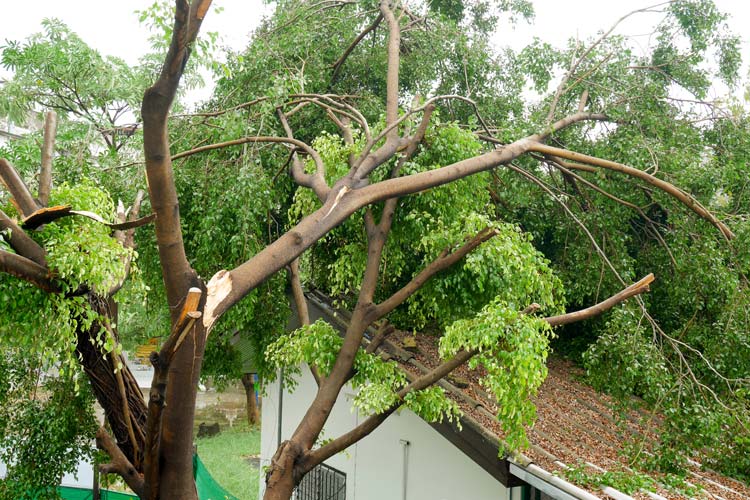Neighbor's Tree Fell on Your Home Who's Responsible? Independent Agents